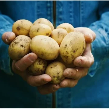 Exploring Potato Nutrition Facts: Unveiling The Power Of Potatoes 